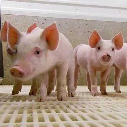 多地猪价冲高回落 后续行情如何？〡二次育肥