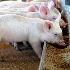 分享母猪产前产后的亲身实践经验，浅析母猪产前产后的一些注意事项....