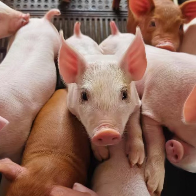 猪场四周批与三周批批次化生产之比较