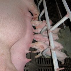 后备母猪养不好？二胎综合征来袭！三大核心要点助您破局