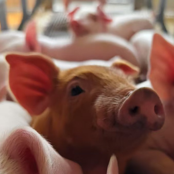 猪批次化生产（四）——同期排卵+定时输精