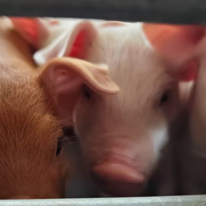 猪轮状病毒：断奶仔猪腹泻重要病因