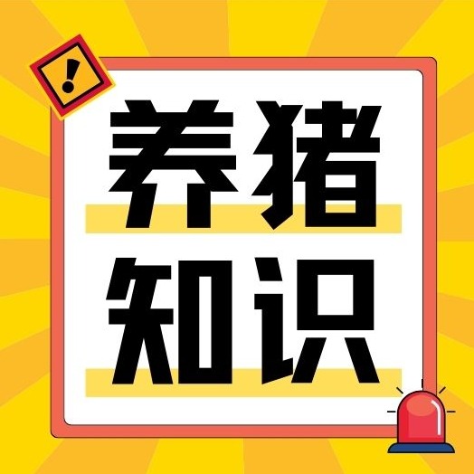 惊！猪魏氏梭菌病引发急性胀肚快速死亡，如何破？