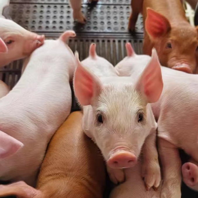 猪场产房仔猪轮状病毒感染阳性应该怎么做更有效？