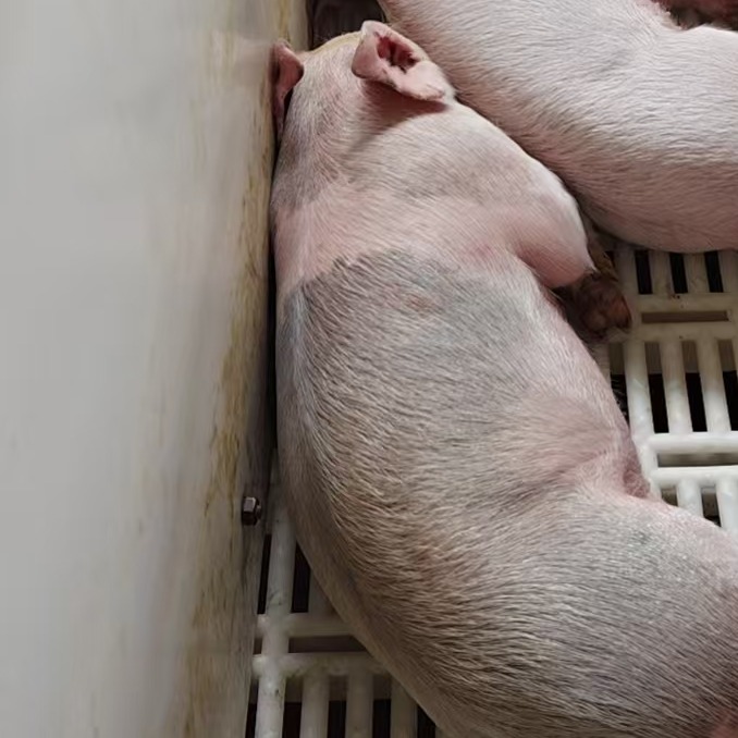 氟苯尼考配地美硝唑会是什么结果？