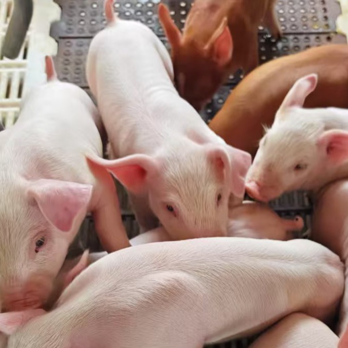 阿莫西林、黏菌素和恩诺沙星复配后作用功效