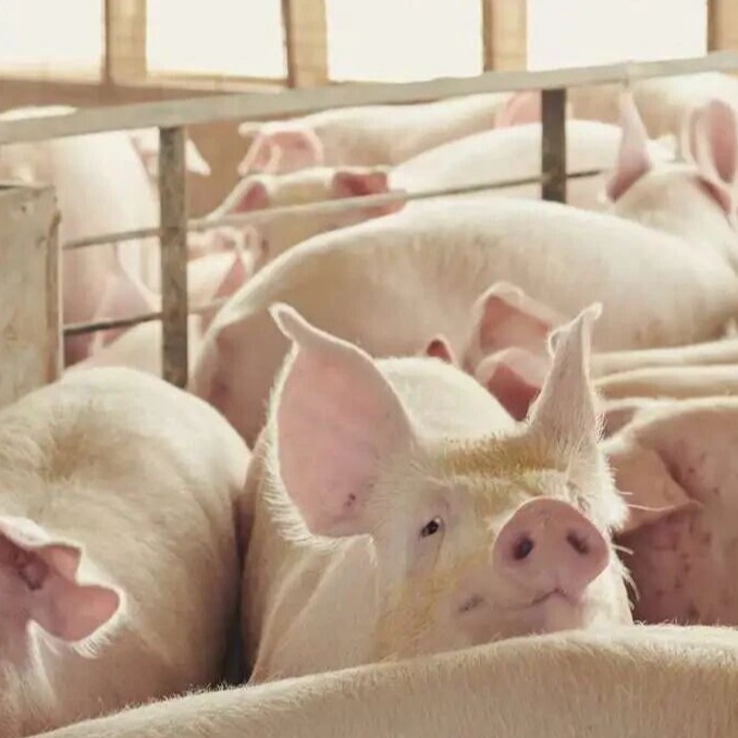 产房仔猪腹泻综合防控实操措施