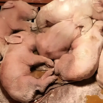 猪场梭菌感染的防控与全方面管理