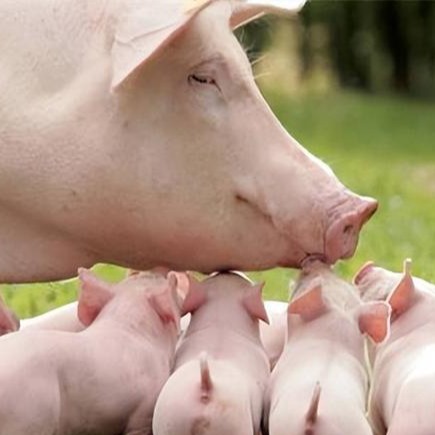 经产孕猪猝死：精准诊断与系统性预防方案