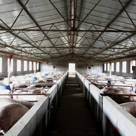 养猪场磺胺类药物合理使用指南：精准用药、规避风险