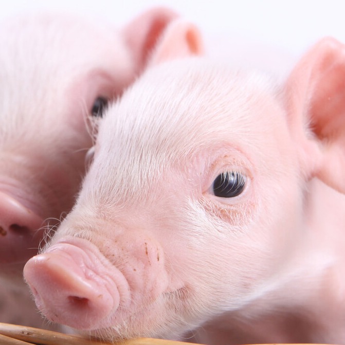 仔猪“抖抖病”：那些你忽略的真相与应对关键