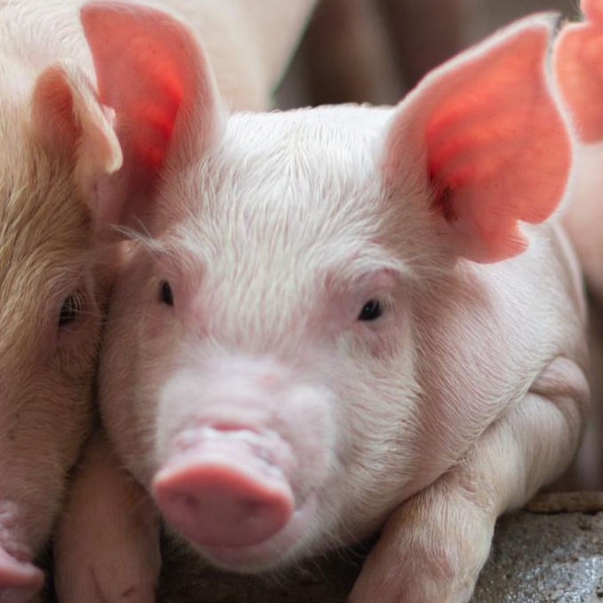 仔猪断尾：养殖实践中的权衡与科学抉择