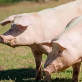 寒潮天气影响有限 养殖端出栏积极性较大