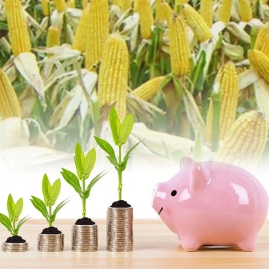 猪价全面承压  | 新季玉米上市 豆粕高位振荡