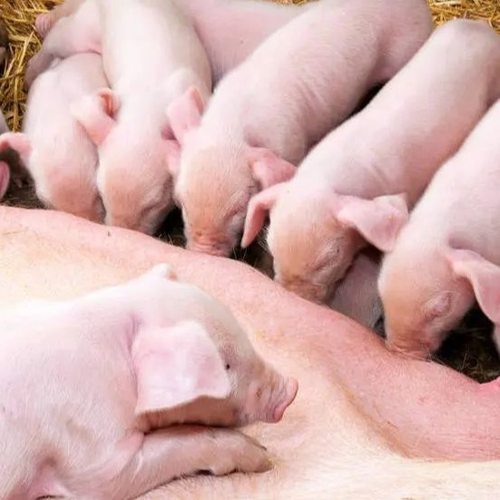 母猪产后发烧如何恢复最大采食