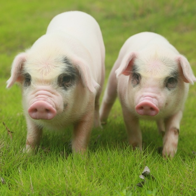 猪场常用兽药汇总与主治