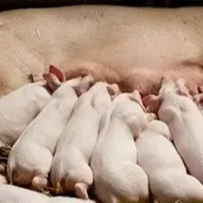 猪场产房常见的管理漏洞，您有几个？