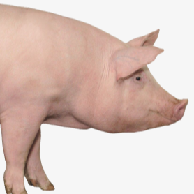 【干货】养猪基础知识及养猪技术大全