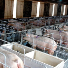 12月份生猪市场供需双增 猪价依旧存挑战