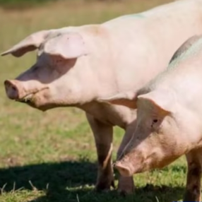 目前规模化养猪场驱虫方面的误区及改进措施