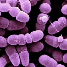 梭菌病对猪场的多重打击不只是”死猪”