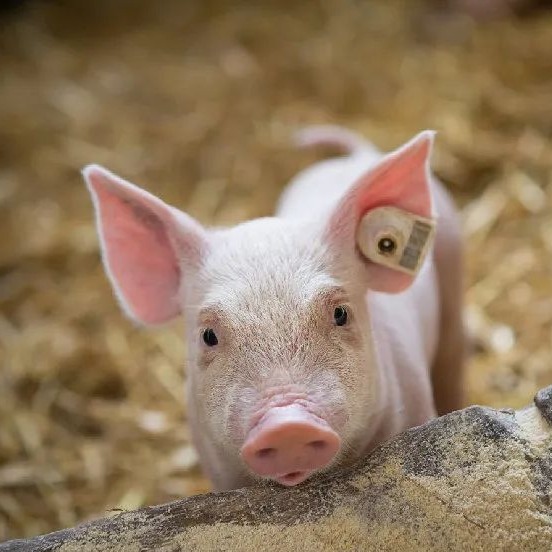 明日猪价 | 2025.11.30日~全国各地最新猪价（猪价已更新！）