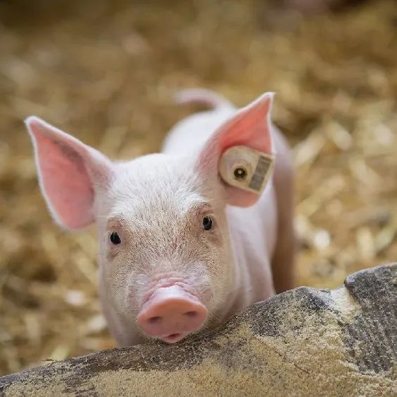 【猪价】2025.11.29福建各地区每日最新猪价