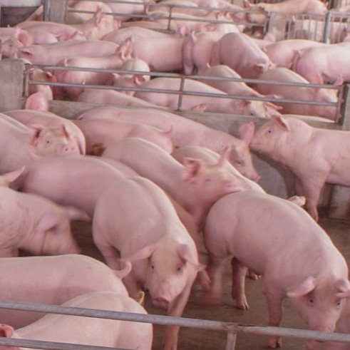 想轻松提高母猪产量，做好这9个措施就行了