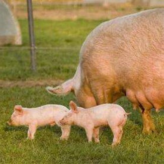 哺乳仔猪该如何养