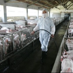 常见猪病症状的判断标准和方法