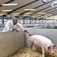 母猪产后的消炎方法