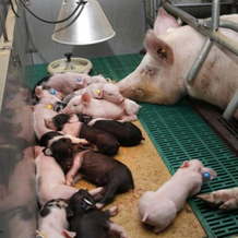 母猪产前产后如何护理，成活率翻一番