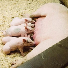 母猪发情如何做最有效