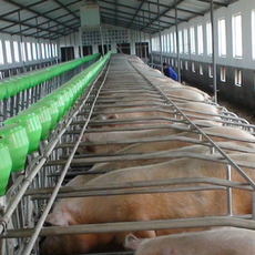 母猪分娩时需注意哪些要点