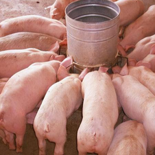 母猪生产管理如何正确操作