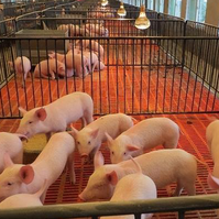 母猪生殖道感染了要如何治疗