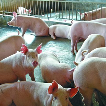 母猪体况来达到最佳的生产性能要如何做