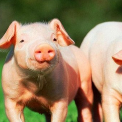 母猪异常淘汰的原因有哪些