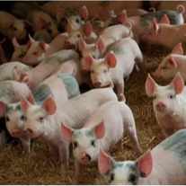 母猪在分娩过程中需要注意什么