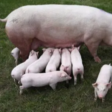 如何判断仔猪脐带炎