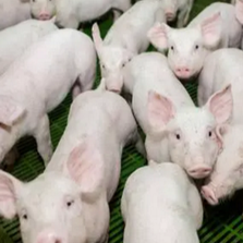 如何优化批次化生产中奶妈猪