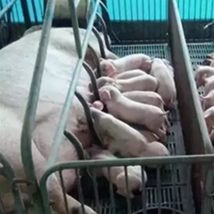 提高母猪受胎率和增加胚胎的数量要怎么做