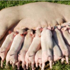 养母猪遇到这7个问题