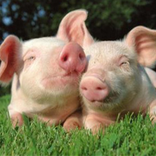 养殖人遇到母猪产程较长时要如何处理