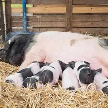 猪不吃食如何最有效解决