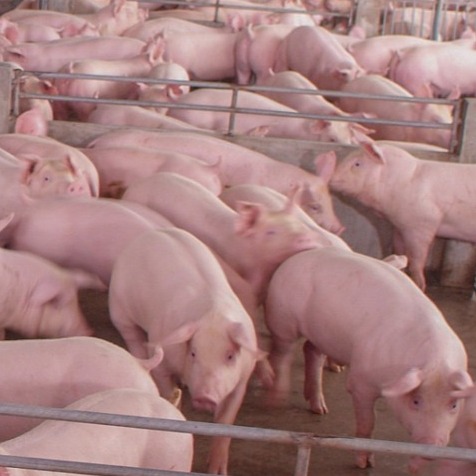 养母猪一定会遇到的七大问题！！！