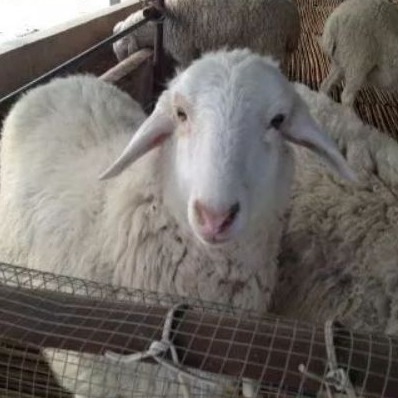 羊采食量低甚至不吃料的原因在哪？