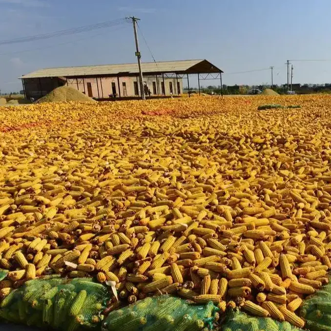 东北玉米上演大流拍！看来不是一般的火爆！