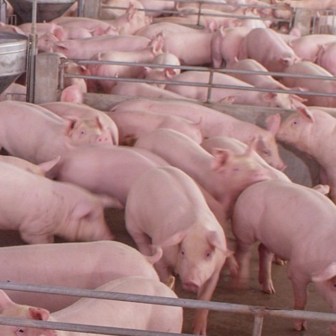 治疗仔猪腹泻两种补液方法