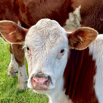 玉米青贮的一些重要指标